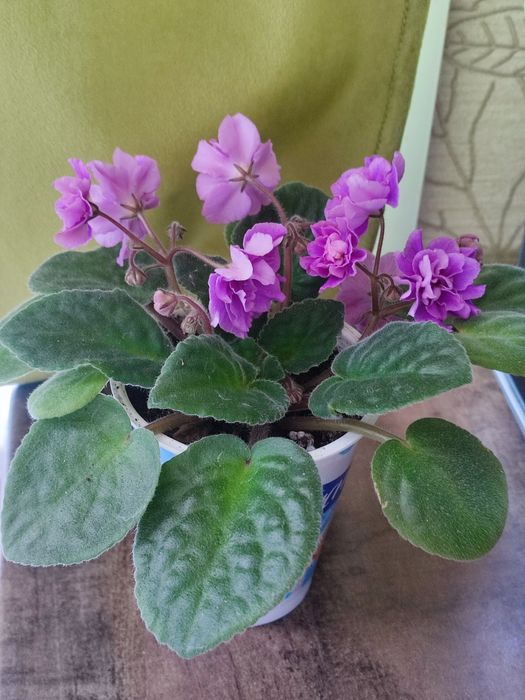 Махровая фиалка.