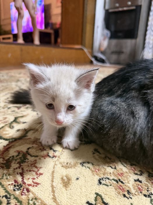 Котята добрые красивые ловят мышей