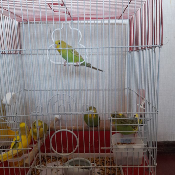 Попугай сотилади