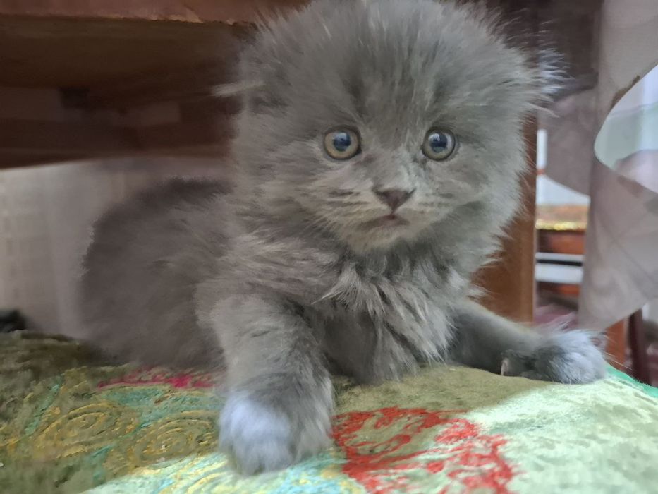 Передержка кошек