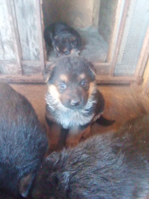 Продам щенят Немецкой Овчарки