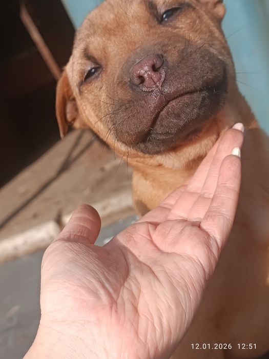 Продаю собак девочки