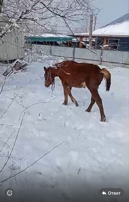 бір жасар тай сатылады