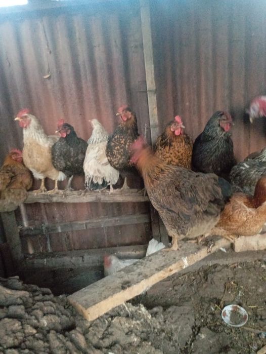 Простой тауық нннннн