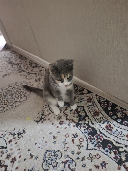 Отдам бесплатно кошек