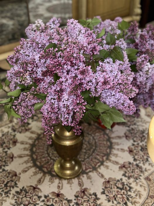 Апрельская сирень