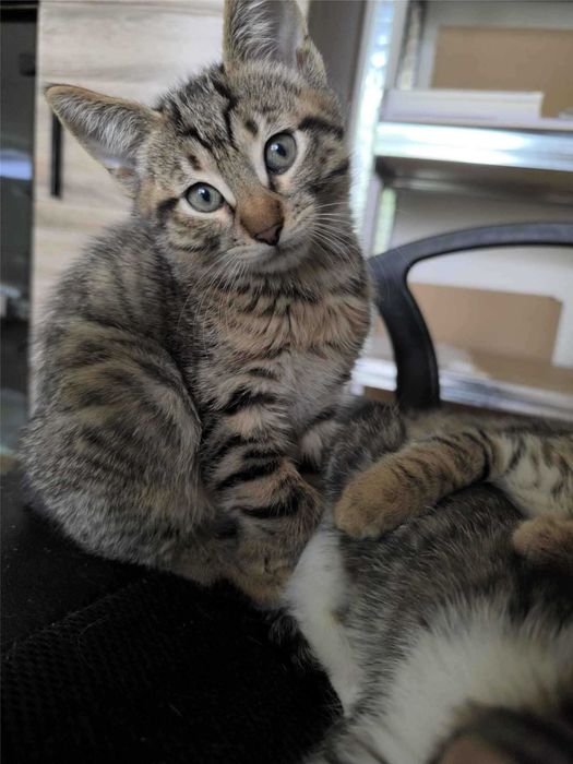 Три шепи живот търсят своите човеци!