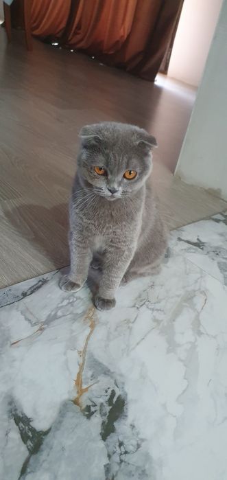 Британская вислоухая кошечка