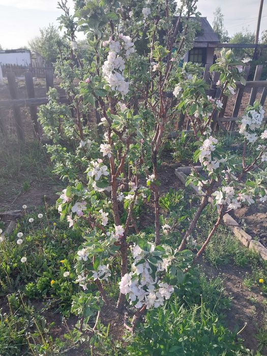 Продам дачу шахтинск