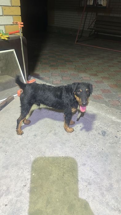 Продам щенков ягдтерьера