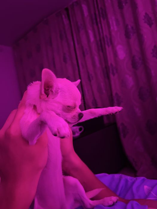 Продам чихуахуа девочку