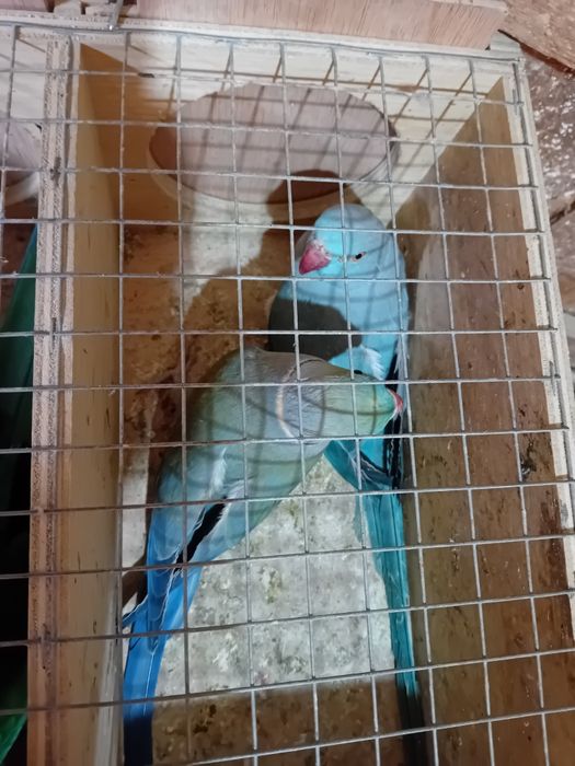 Vând micul Alexandru maturi gata de cuib .