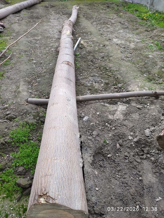 Павлония дарахтлари сотилади