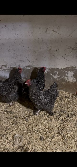 Куры мехеленской кукушки