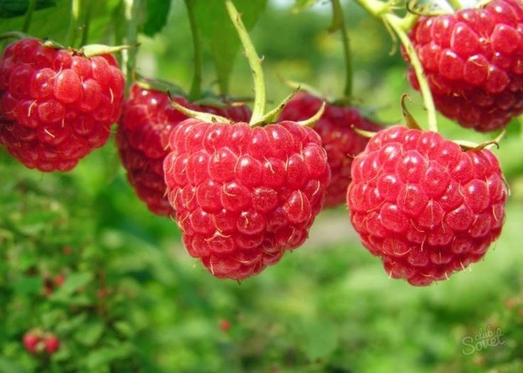 Arbusti Fructiferi (Zmeur Rosu )