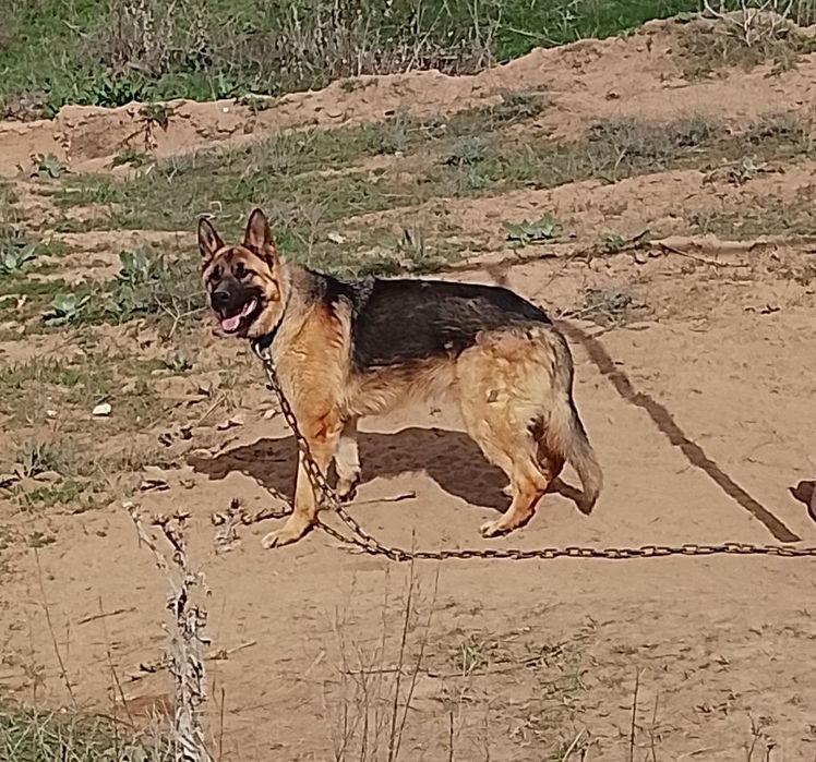 Немецкий овчарка