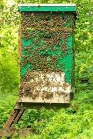 Vand 15 familii de albine