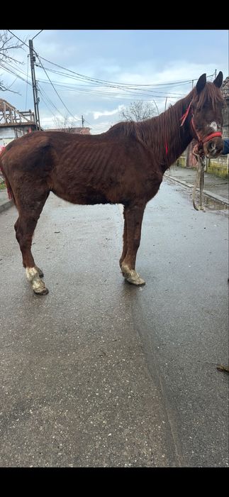 De vanzare cal  castrat mege bn la utilaje fff bland sta la potcovit