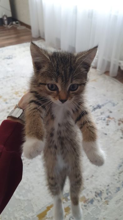Отдам котёнка в добрые руки