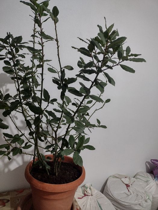 Plantă de dafin  frumoasă