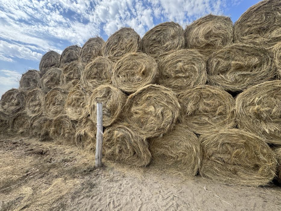 Шөп пішен сатылады сено продажа