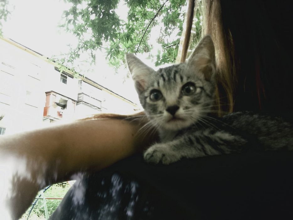 Продаем котенка 2 месяца