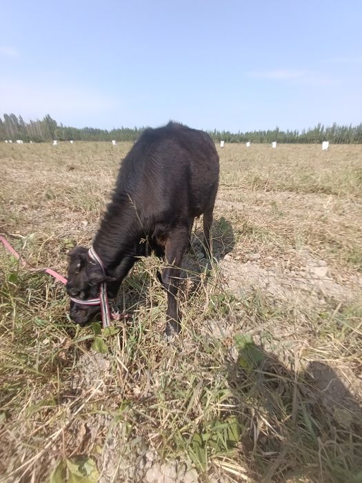 Sotiladi! Zoʻr buzoq