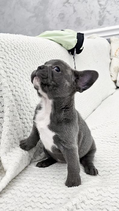 Bulldog Francez Blue