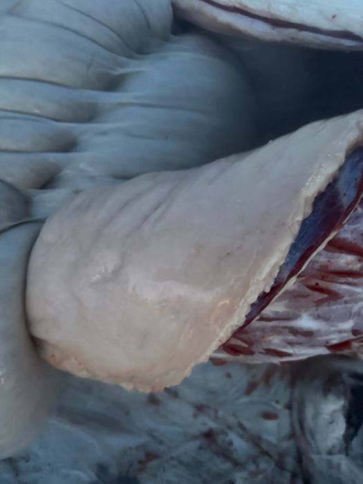 Согым бие байтал 3000 тг