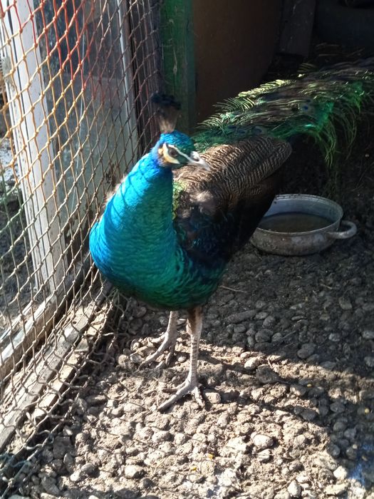 Păun 2024 vrea schimbare