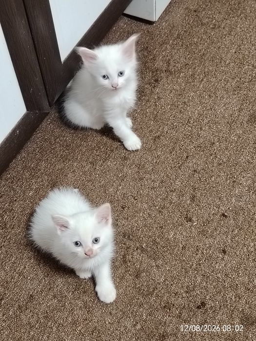 Отдам Котят даром!!!