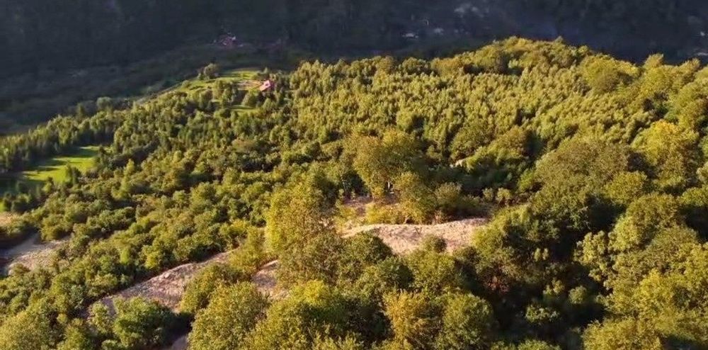 Teren de vanzare– VALEA IERII  12.000 MP