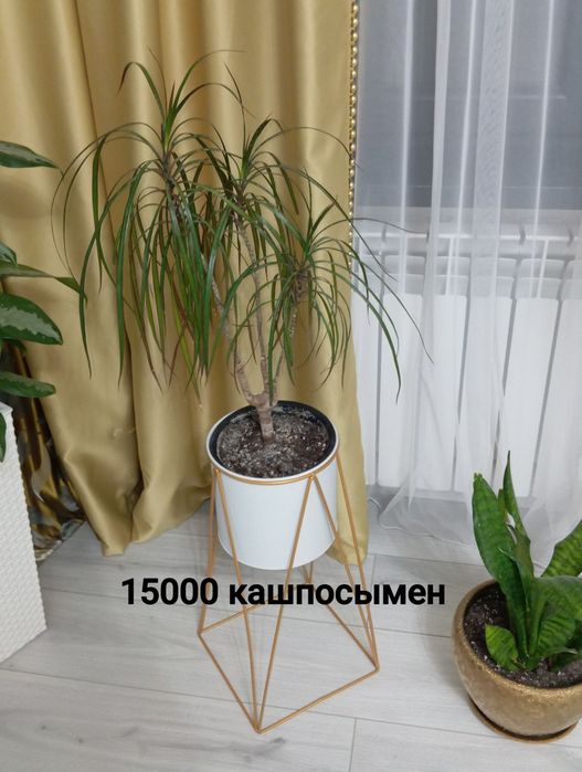 Гүлдер сатылады кашполарымен бірге!