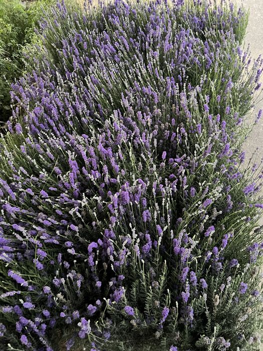 Lavanda gullari fransuskiy