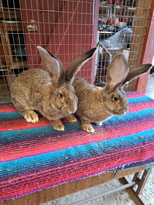 Vand iepuri urias german