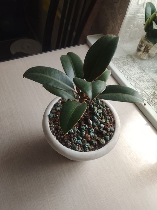 Фикус каучуконосный продам