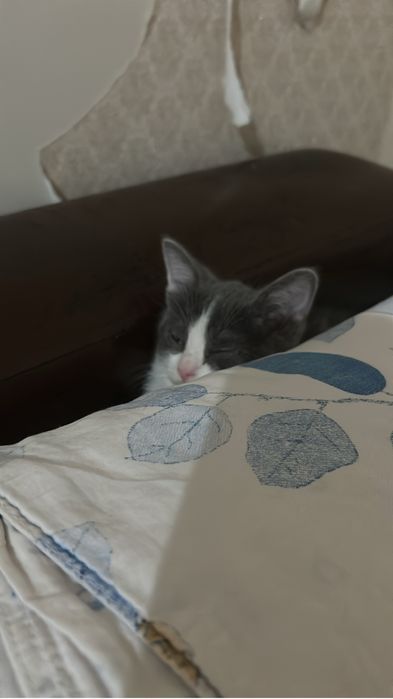 Отдам котенка в добрые руки