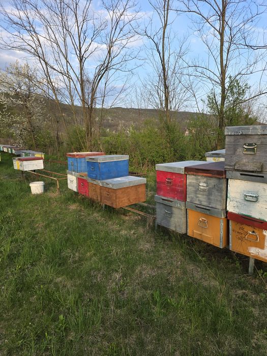 Vând stupi si rampe  in stare buna