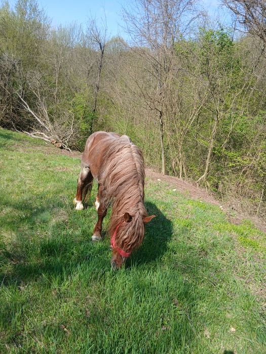 Vând harmăsar lucrat la pădure