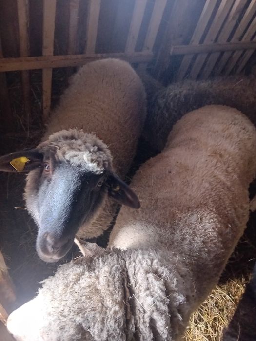 Oi fatate si gestante