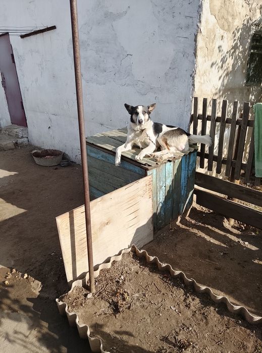Отдам собаку кабель