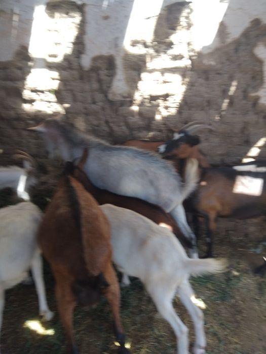 Vând urgent  și convenabil capre și  iezii