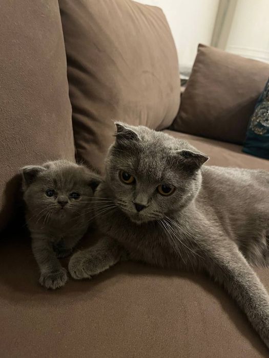 Продается кошка Страйк