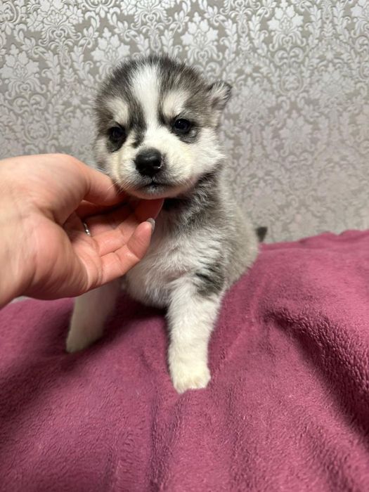 Продажа щенков хаски