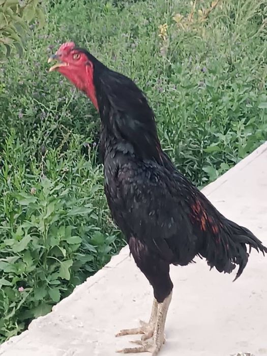 Тоза Шамо ва Карес хурозларни тухуми сотилади.