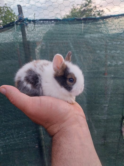 Puiuți  iepurasi rasa pitica