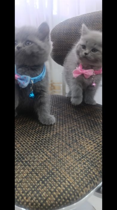 Чистокровные британцы