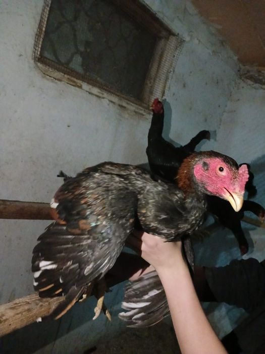 Продажа пара бойцовский петухов