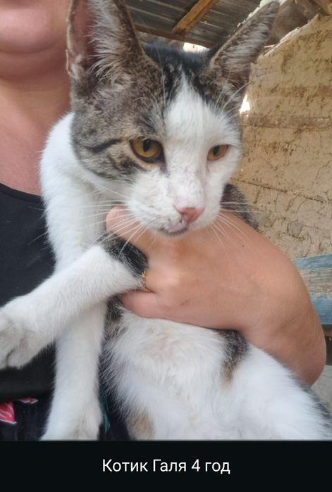 Срочно, отдам в хорошие руки