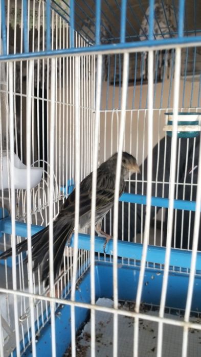 Канарейки перепелки шеглы соловьи